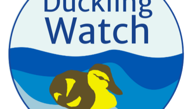DucklingWatch