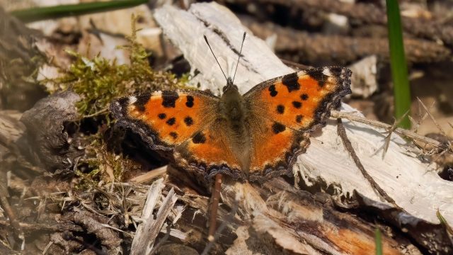 Large Tortoiseshell in Sussex Mar 2026 by Graham Hubbard 1