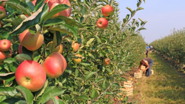 Apple picking in orchard